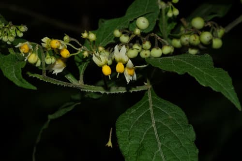 Solanum huayavillense