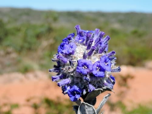 Bonamia sphaerocephala