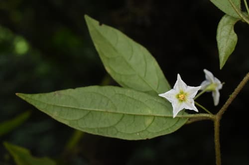 Lycianthes cuchumatanensis