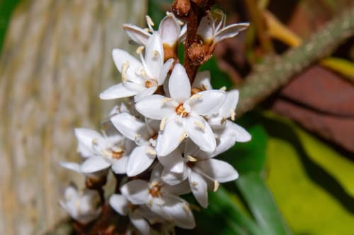 Neuropeltis racemosa