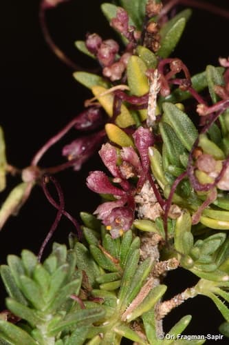 Cuscuta rausii