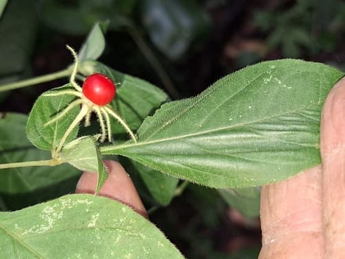 Lycianthes hortulana