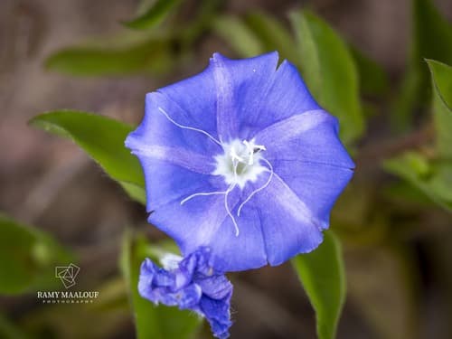 Evolvulus macroblepharis