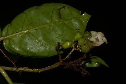 Ectozoma pavonii