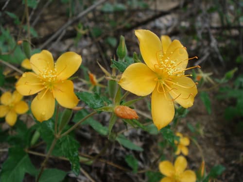 Mentzelia gypsophila