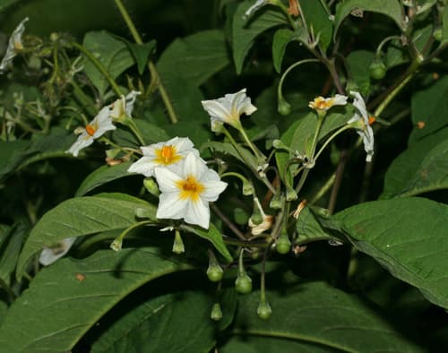 Lycianthes cyathocalyx