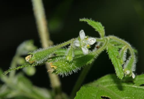 Klaprothia fasciculata