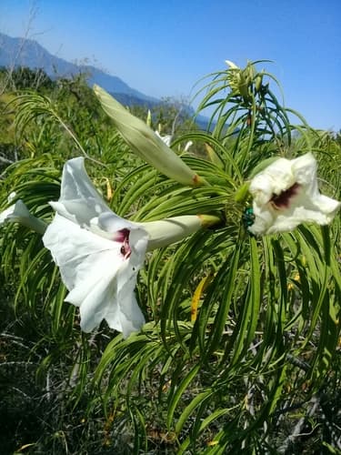 Ipomoea chilopsidis