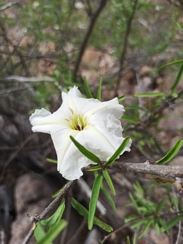 Seaan's Morning Glory