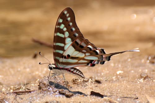 Madagascan Striped Swordtail