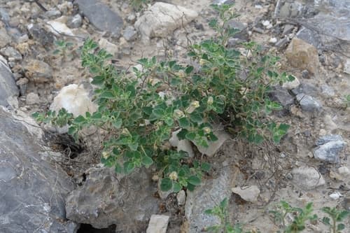 Chamaesaracha geohintonii