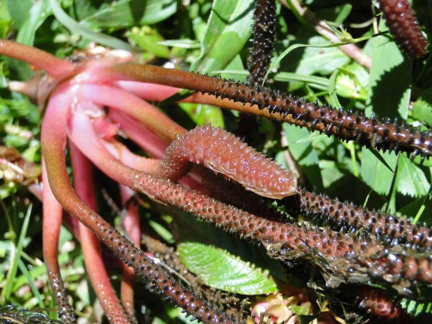 Hydrostachys multifida
