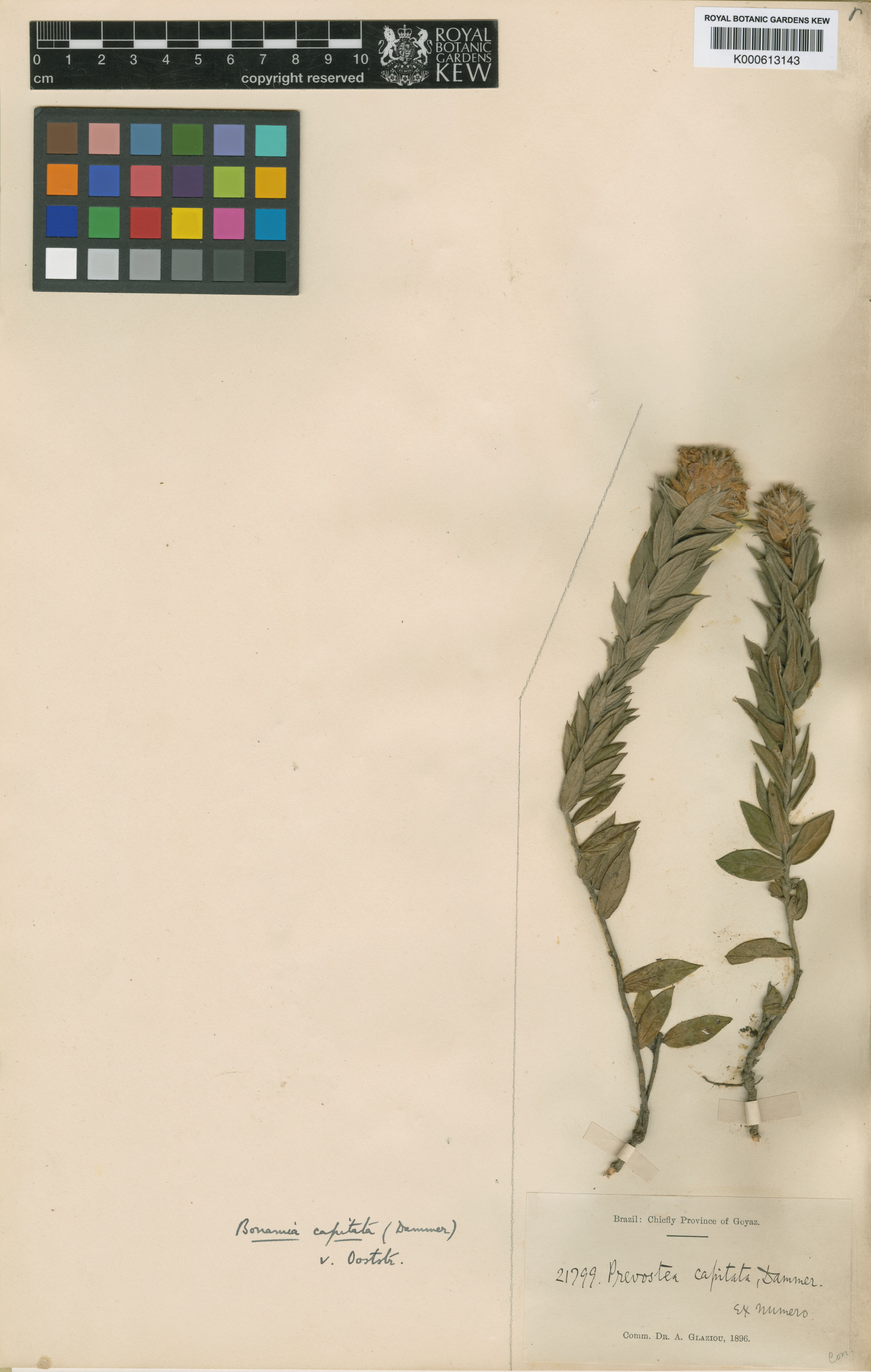Bonamia capitata