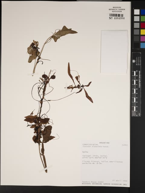 Cuscuta alataloba