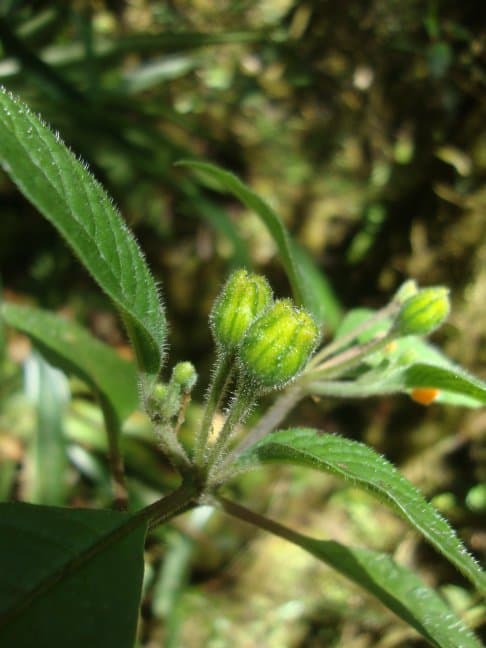 Deprea oxapampensis