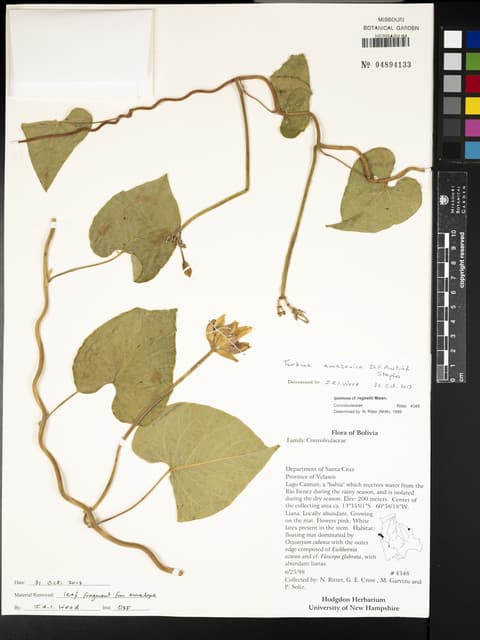 Ipomoea amazonica