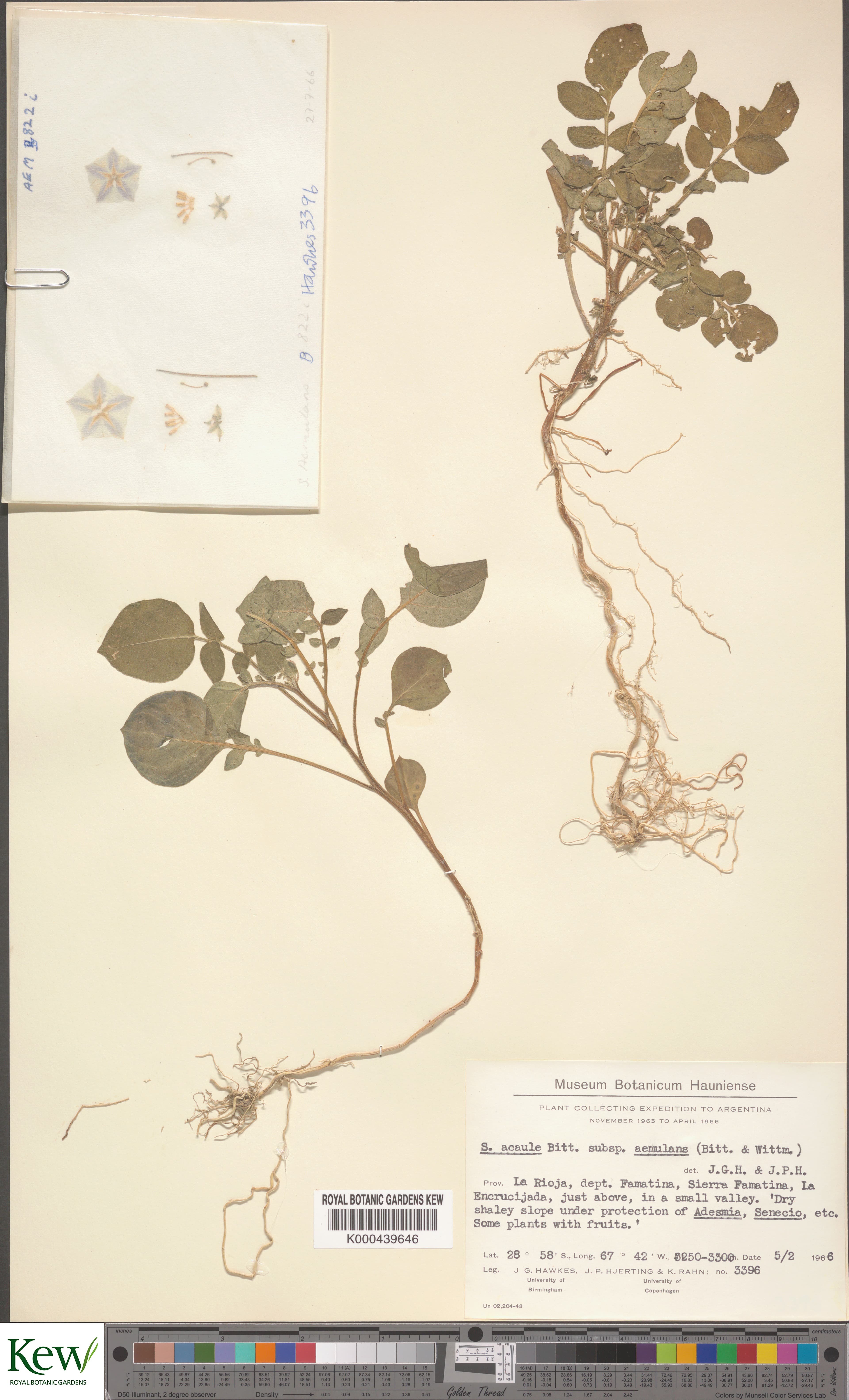 Solanum aemulans