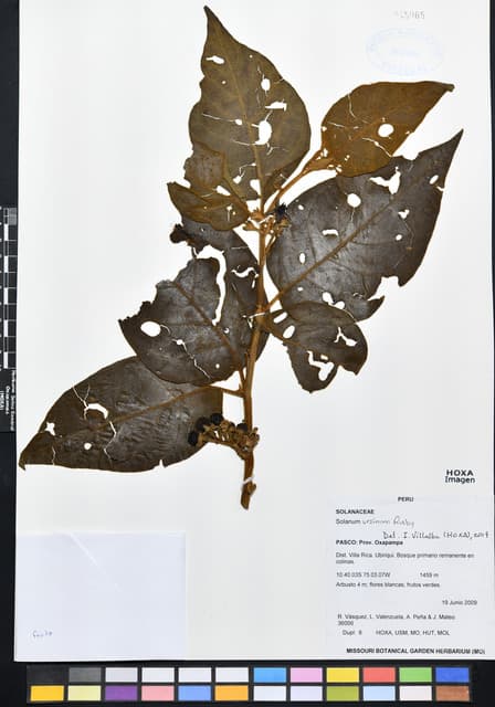 Solanum ursinum