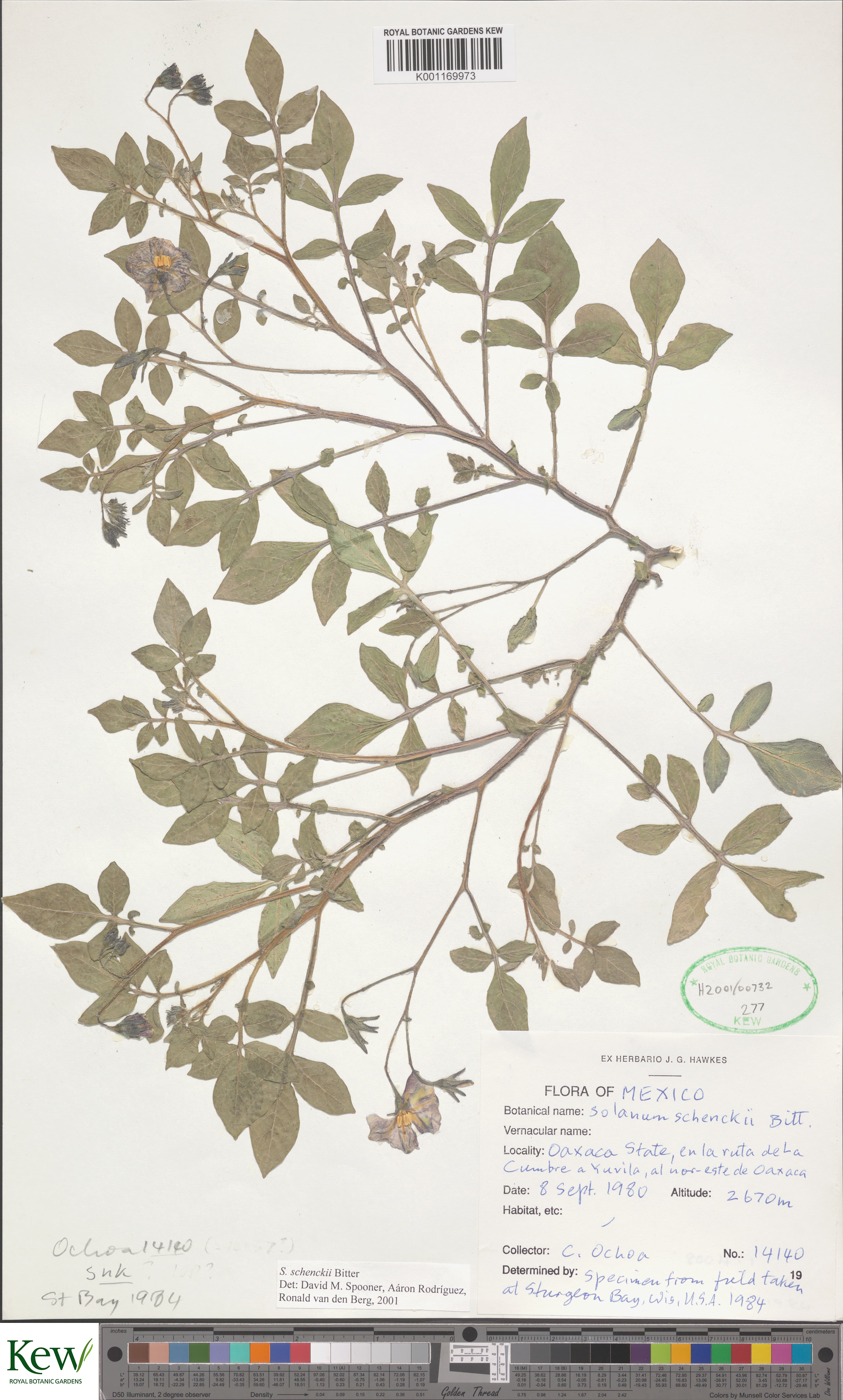Solanum schenckii