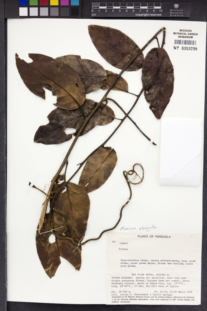 Maripa stellulata