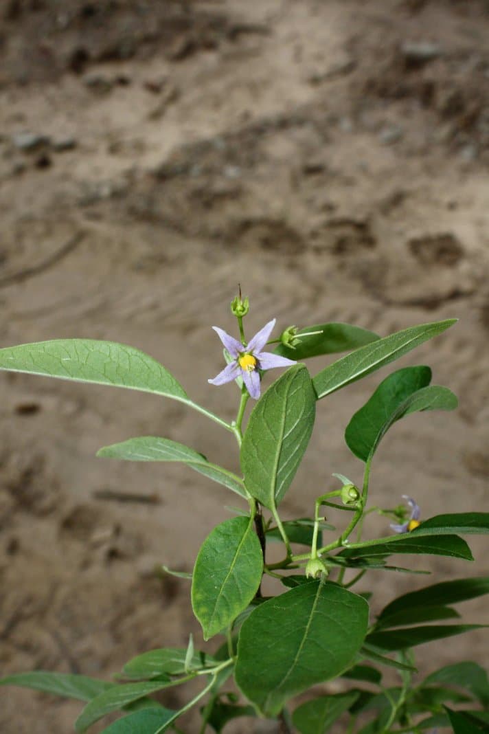 Solanum hibernum