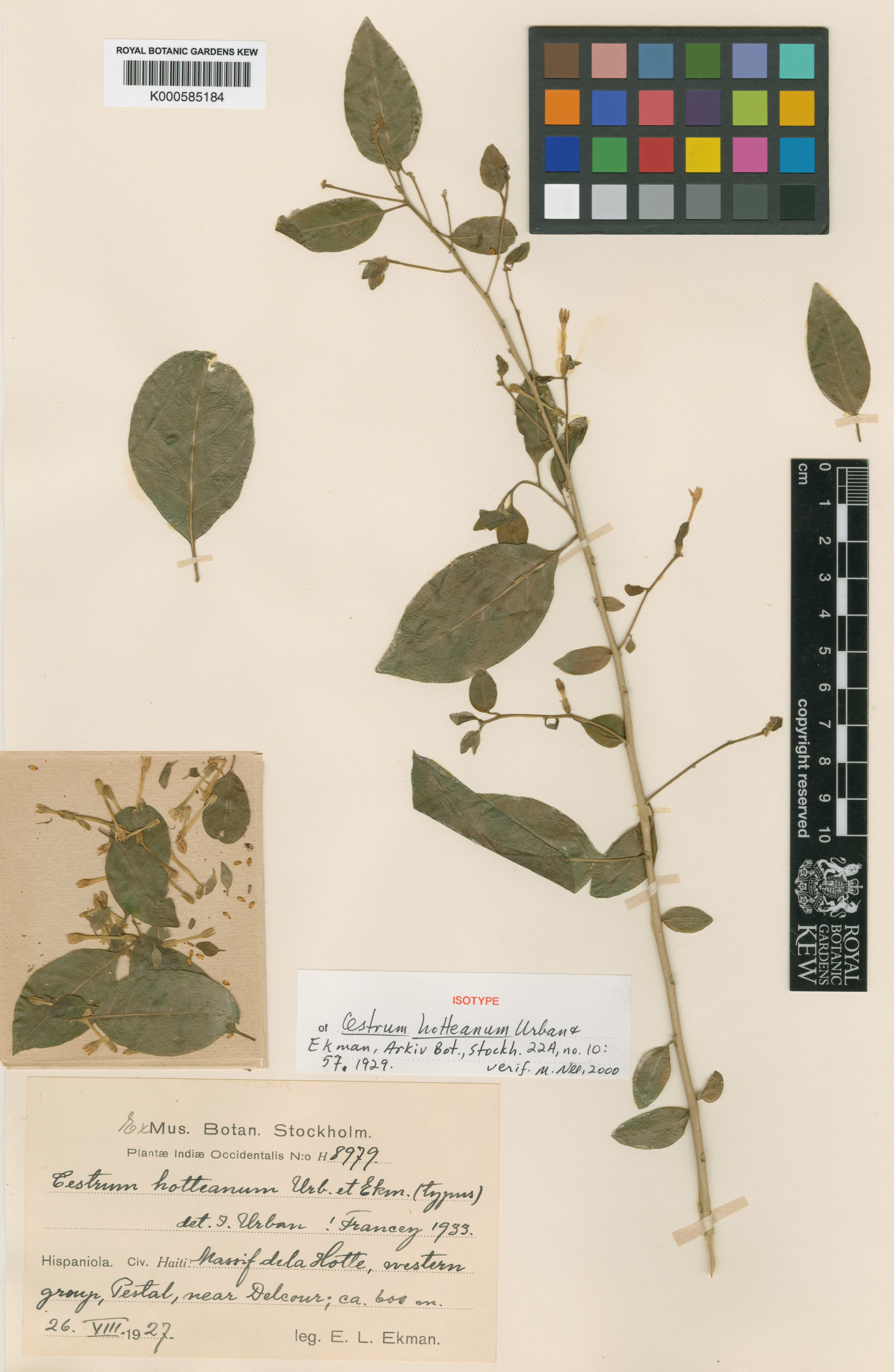 Cestrum hotteanum