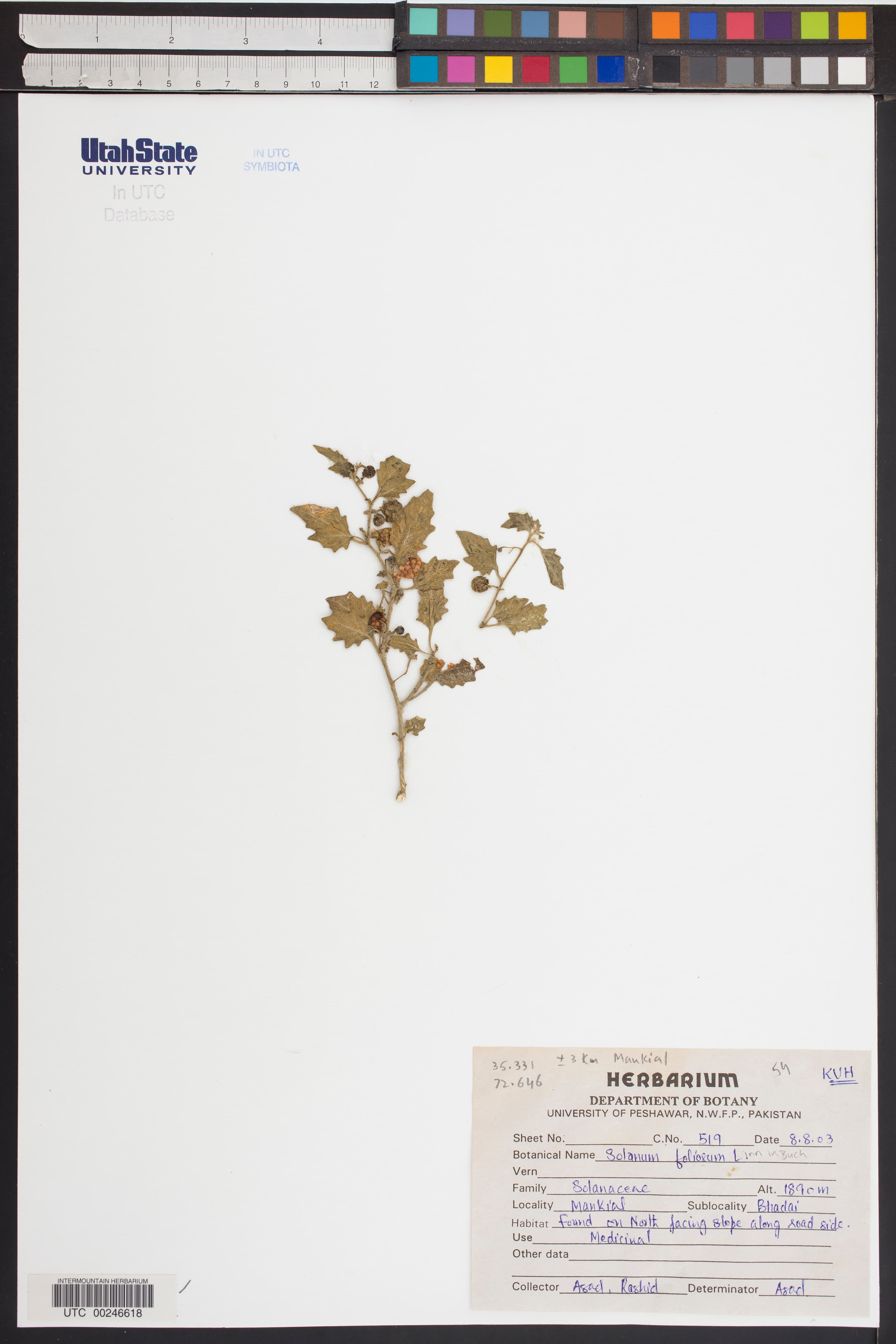 Solanum nava