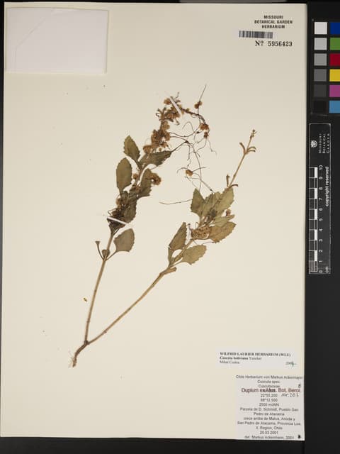 Cuscuta boliviana