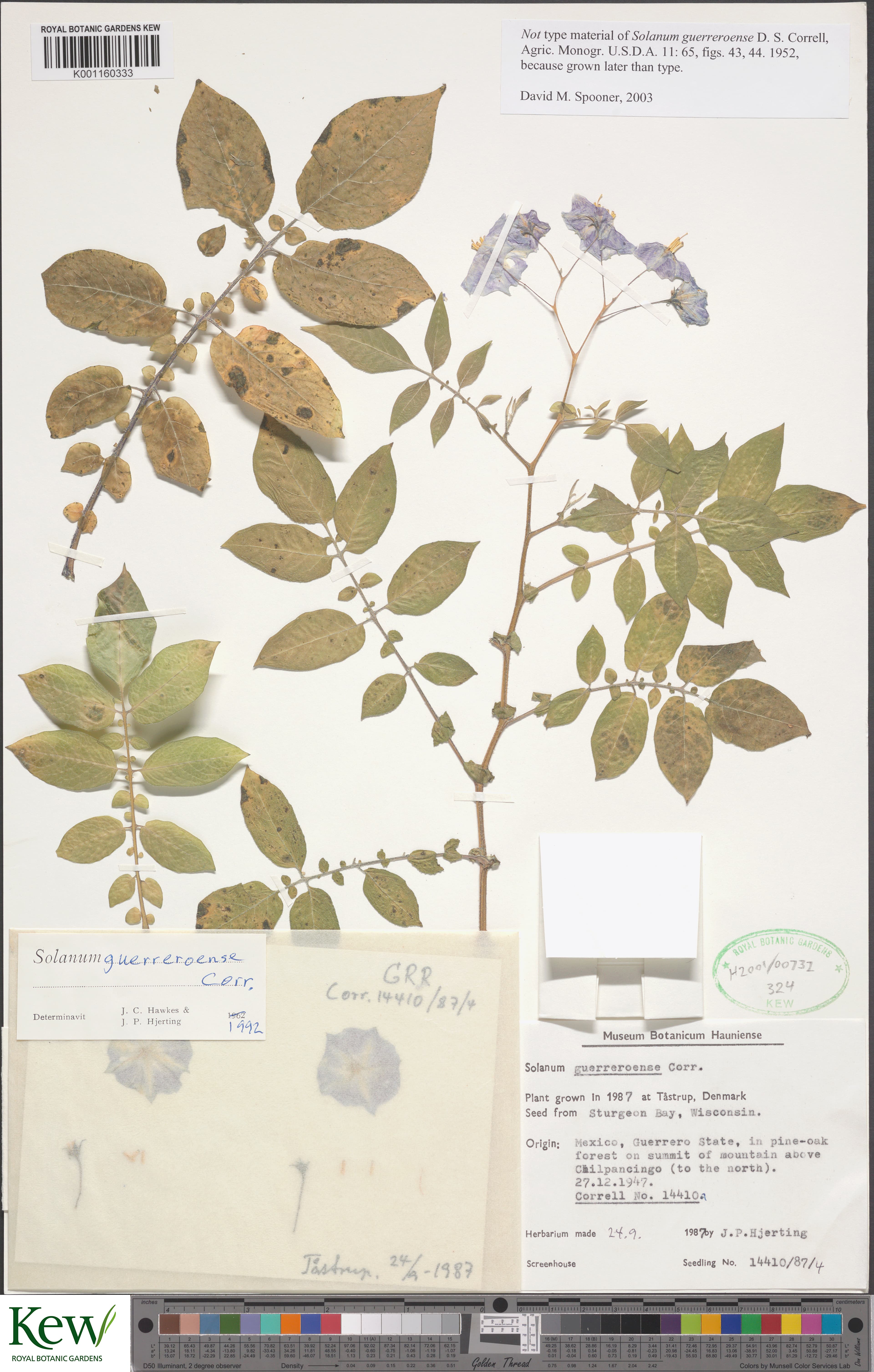Solanum guerreroense