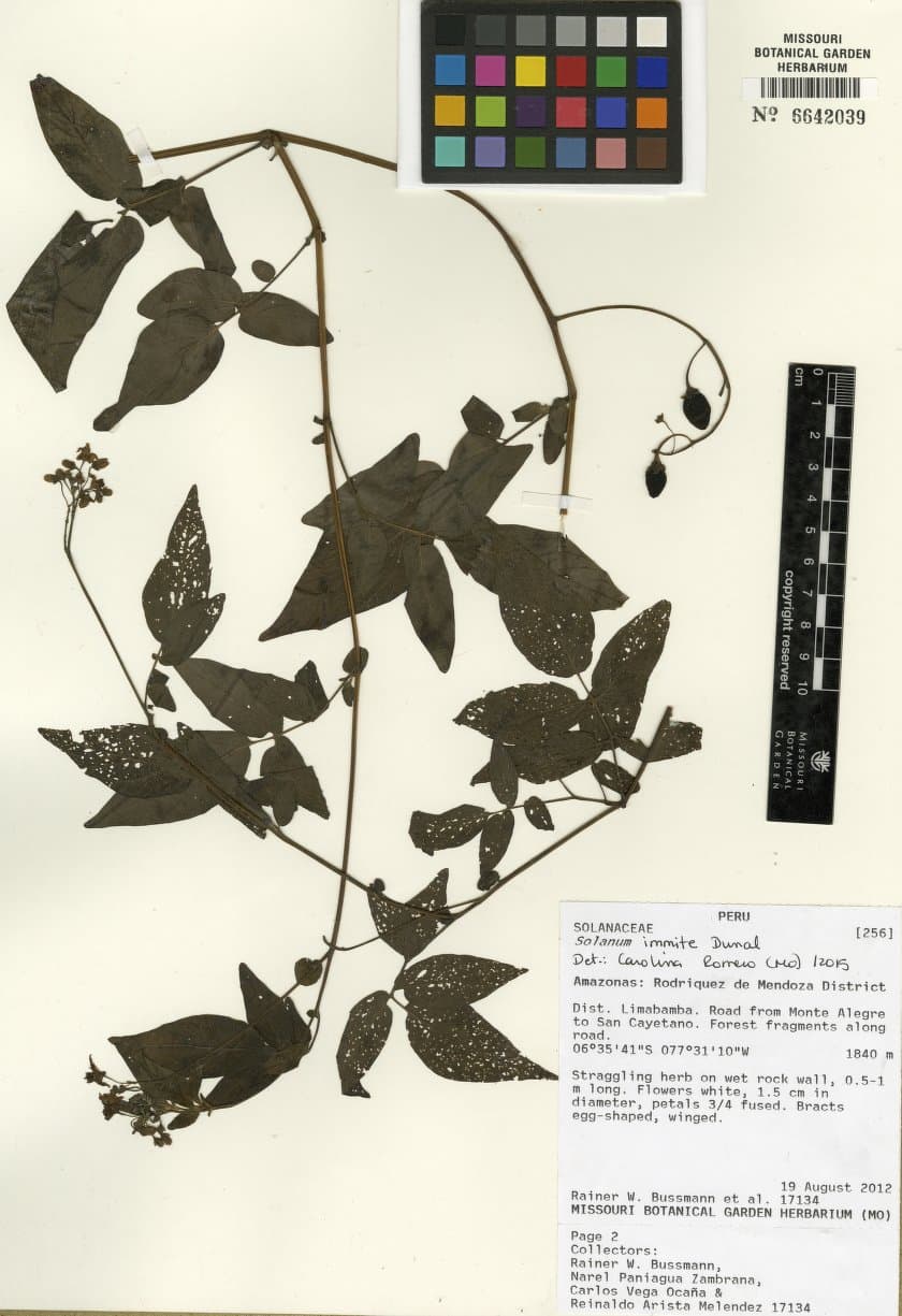 Solanum immite