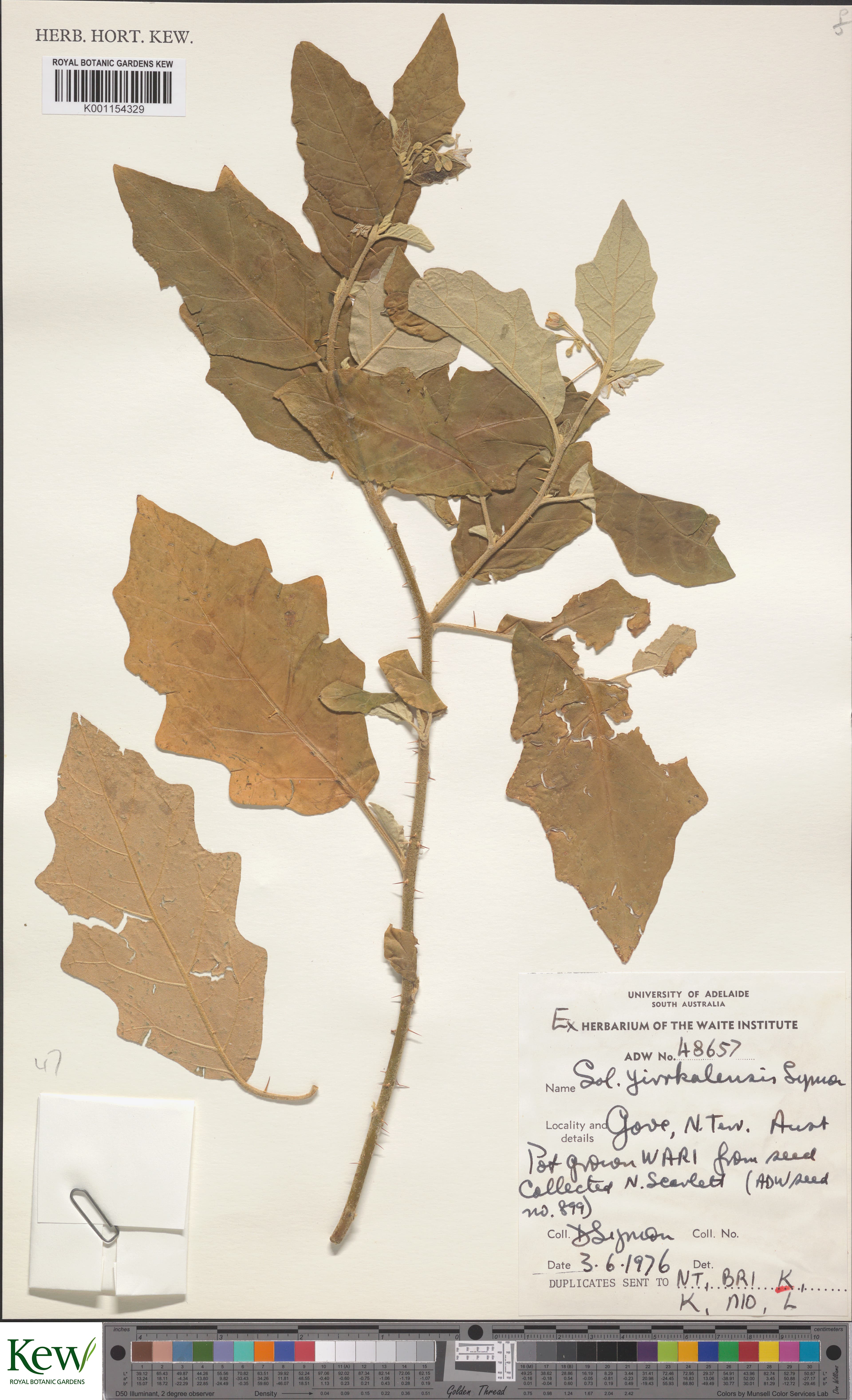 Solanum yirrkalense