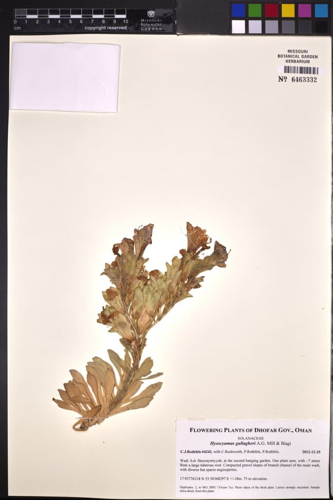 Hyoscyamus gallagheri