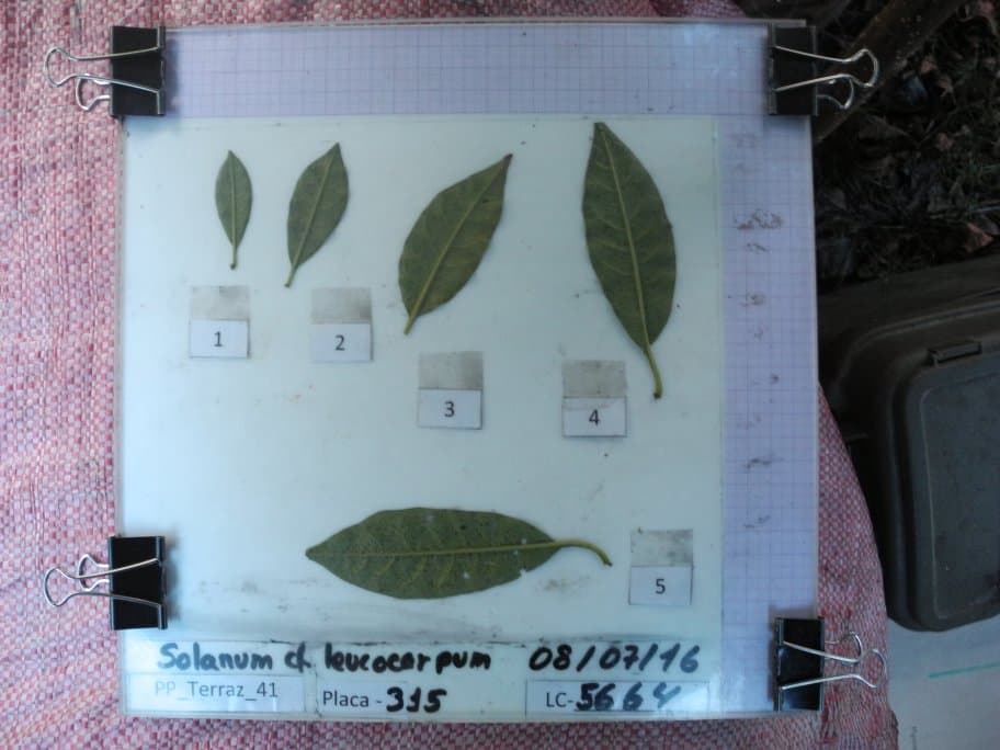 Solanum clandestinum