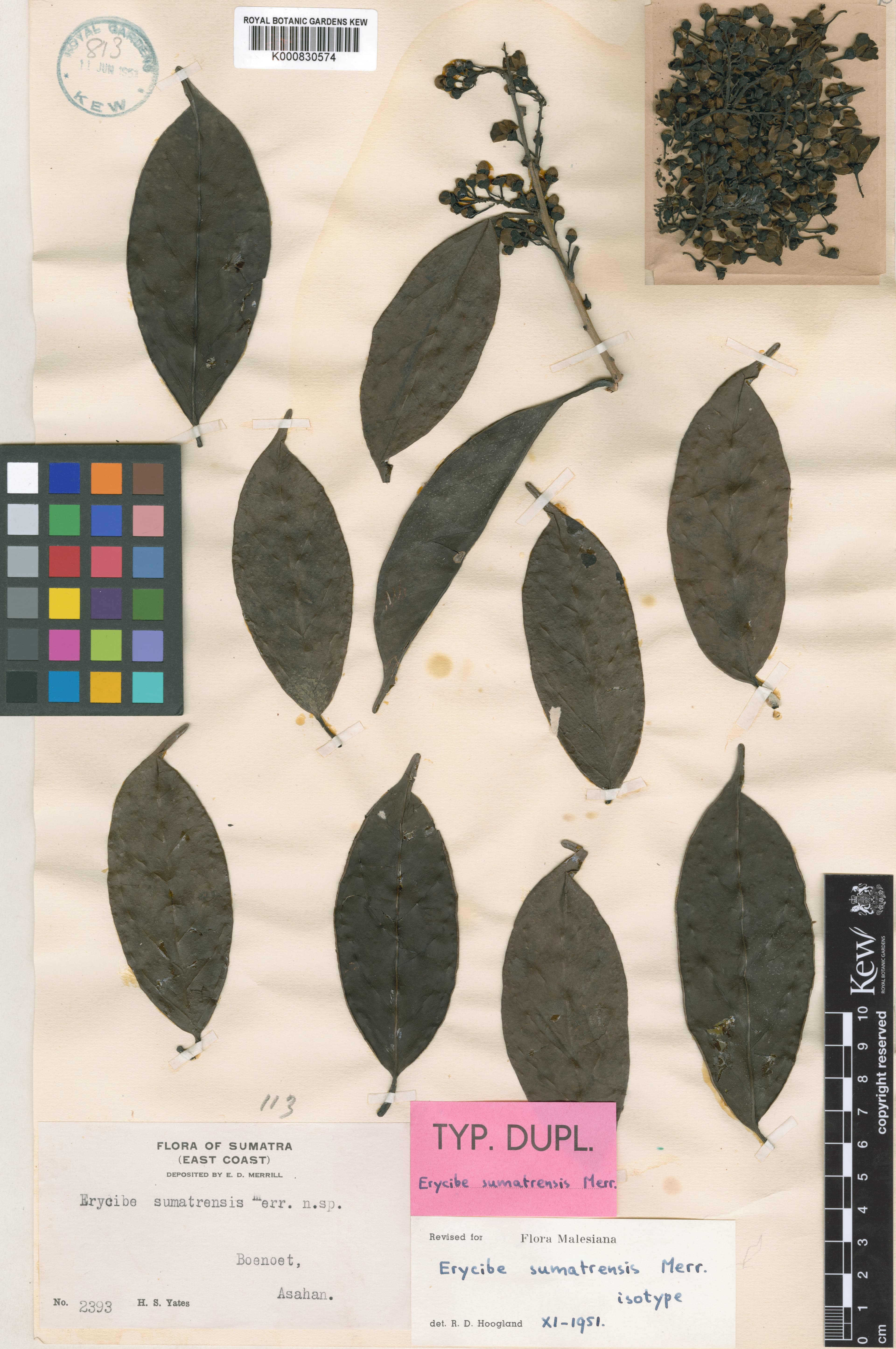 Erycibe sumatrensis