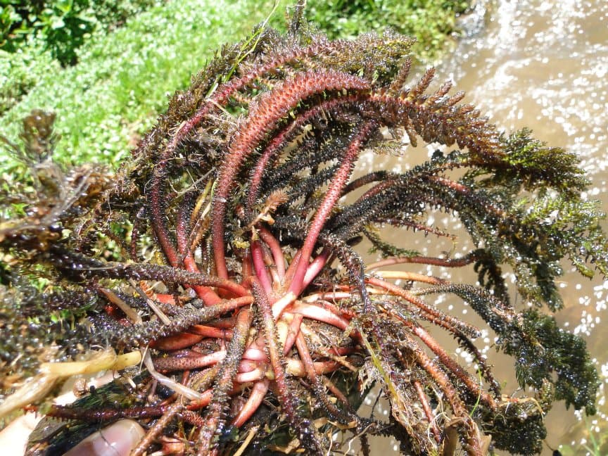 Hydrostachys multifida