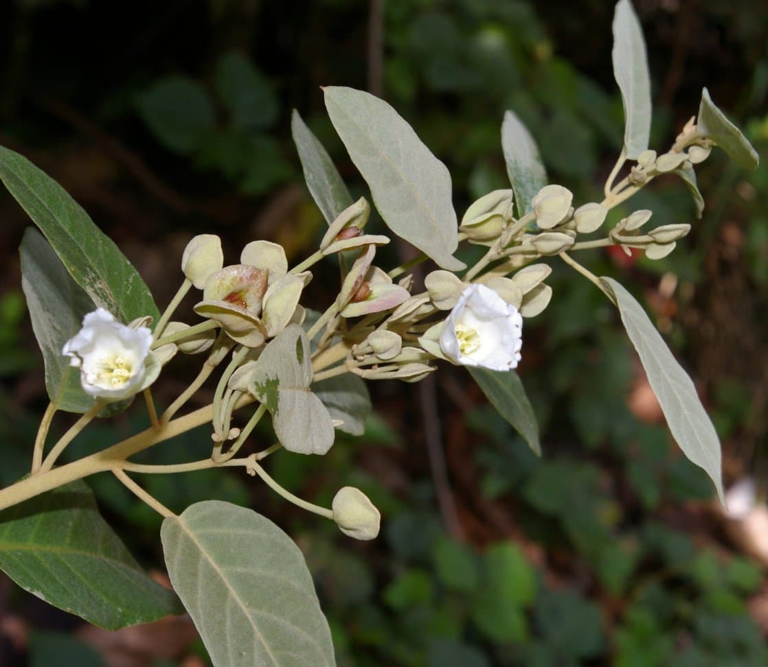 Bonamia peruviana