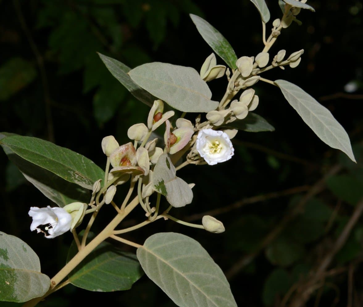 Bonamia peruviana