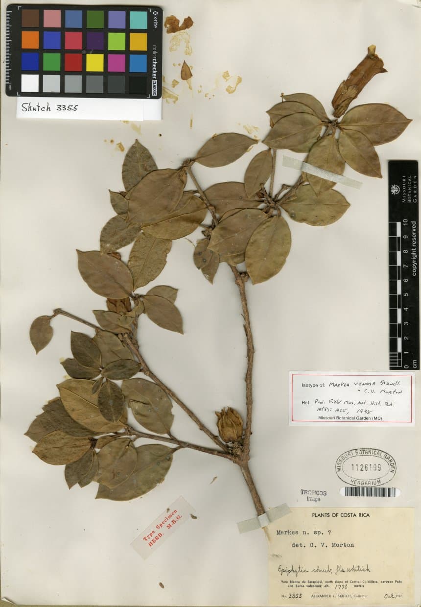 Schultesianthus venosus