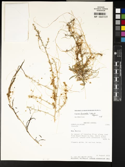 Cuscuta draconella