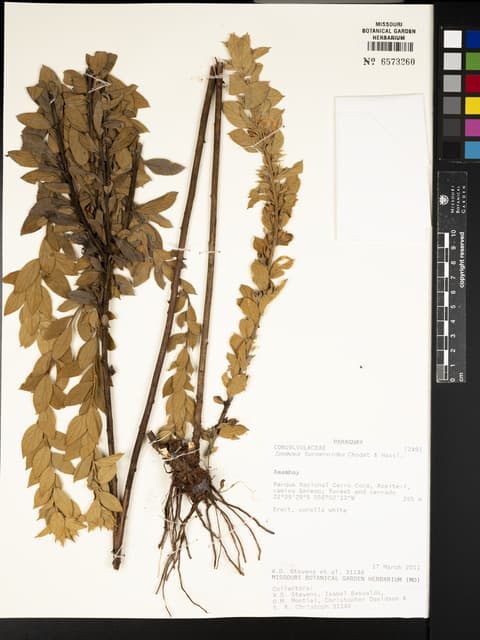 Jacquemontia turneroides