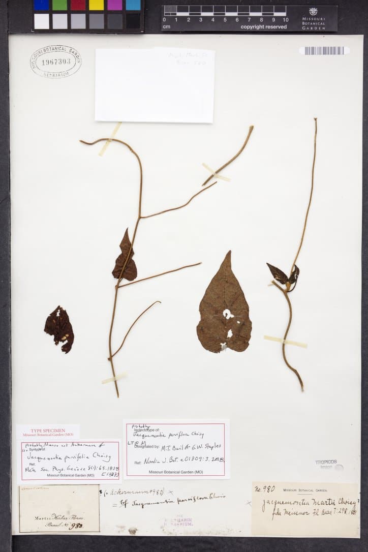 Jacquemontia parviflora