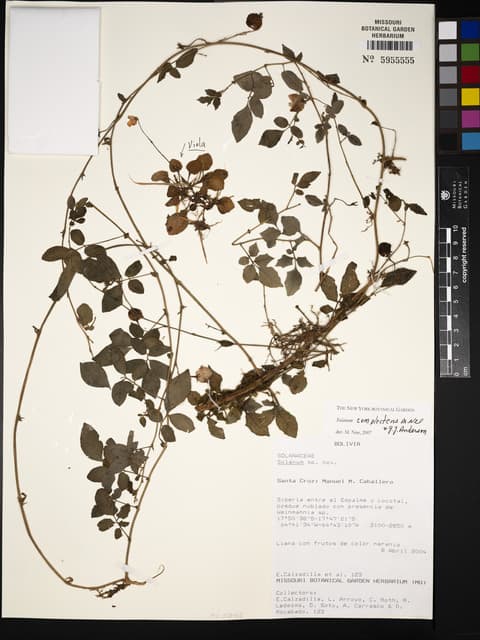 Solanum complectens