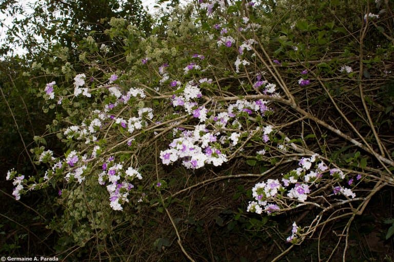 Brunfelsia boliviana