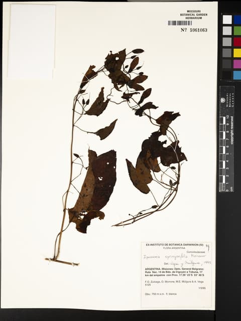 Argyreia baronii