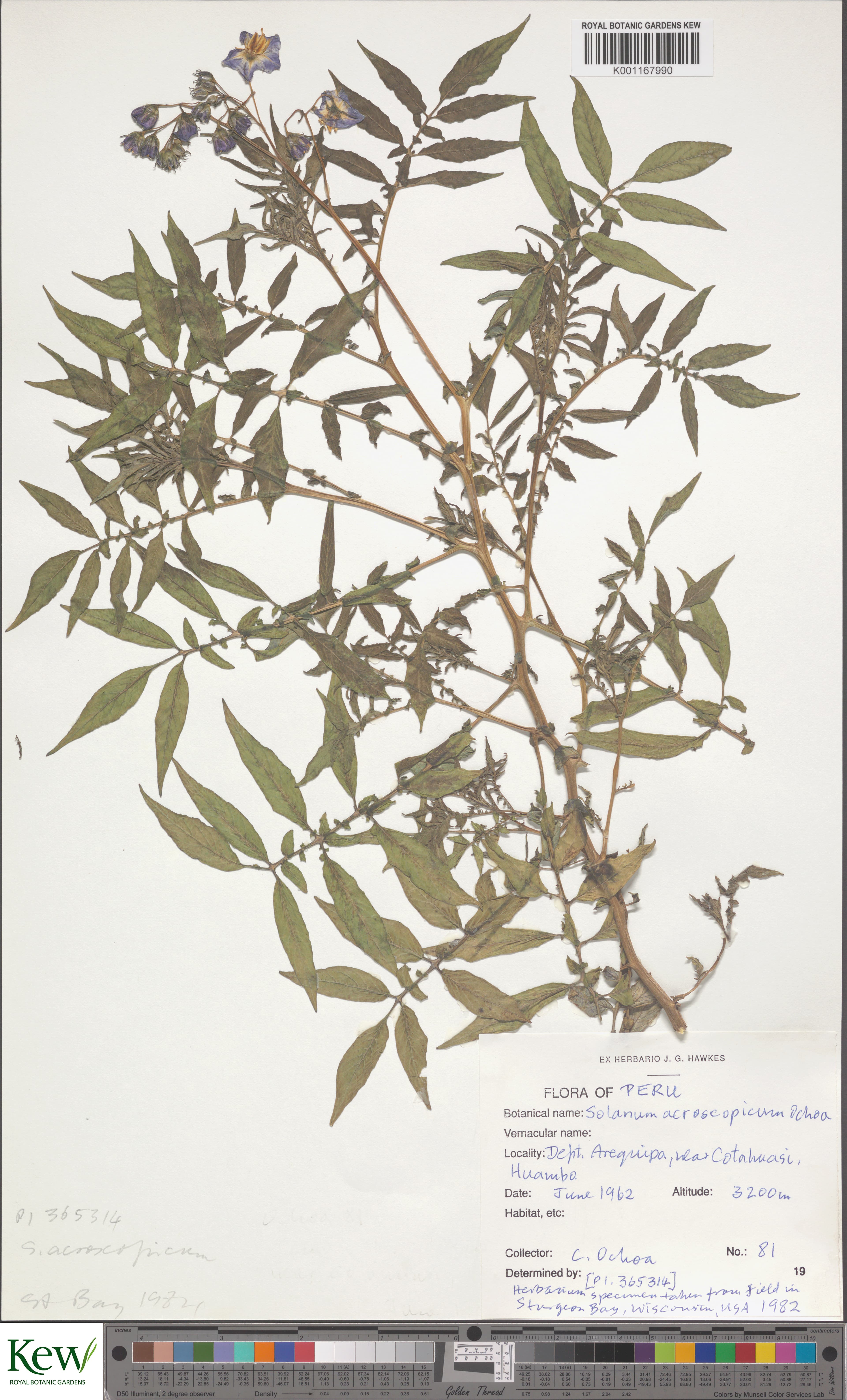 Solanum acroscopicum