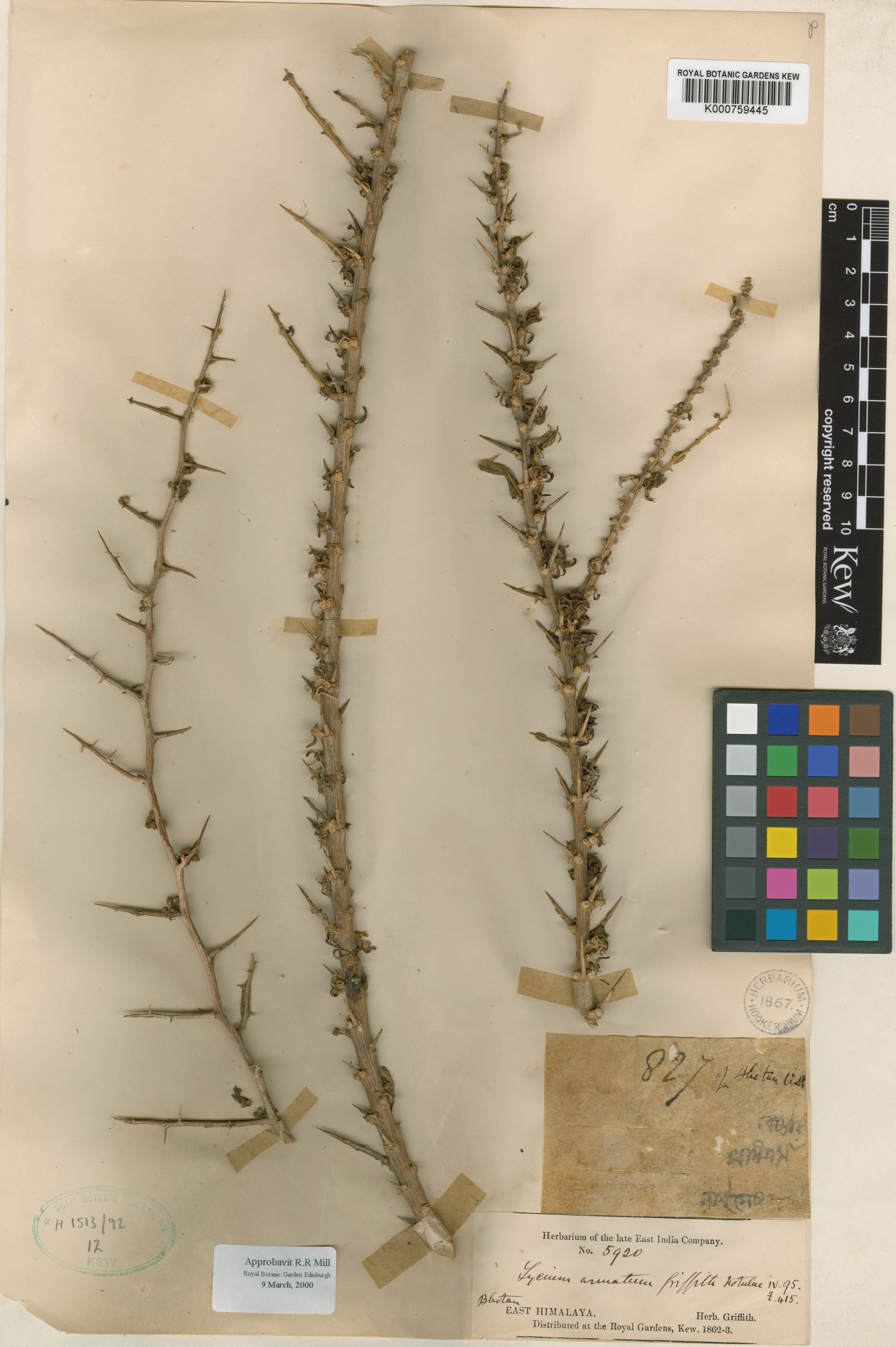 Lycium armatum