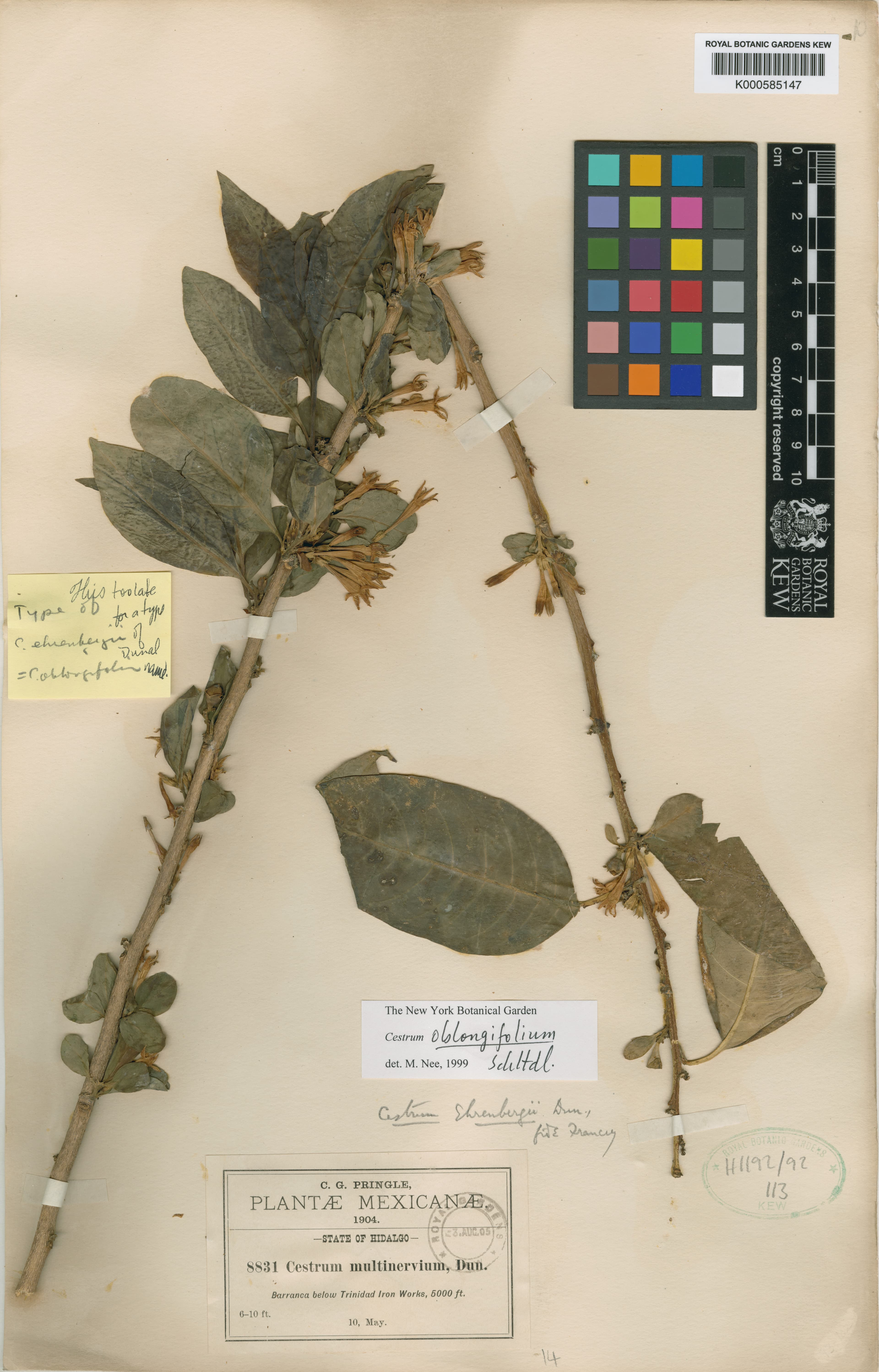 Cestrum ehrenbergii