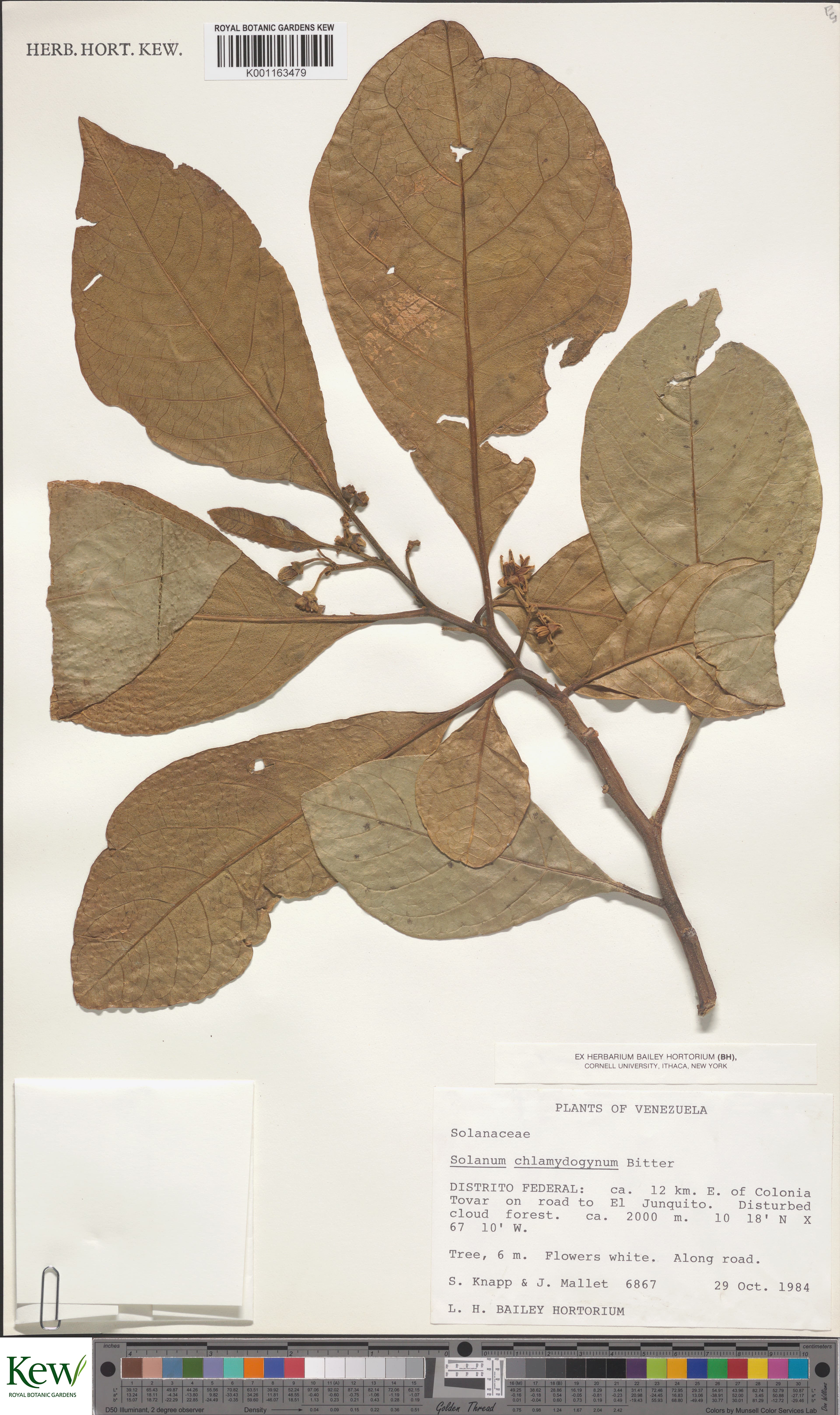 Solanum chlamydogynum