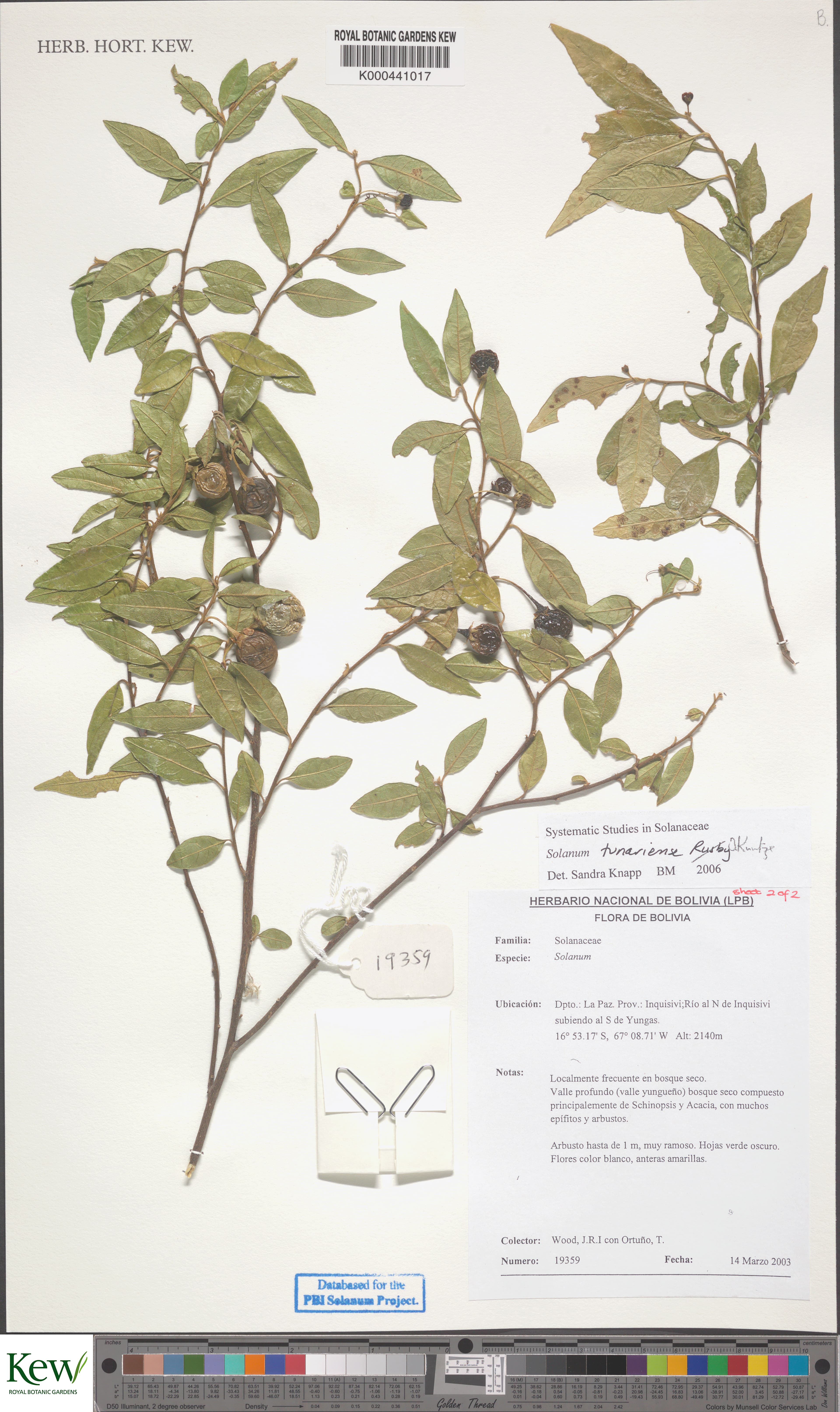 Solanum tunariense