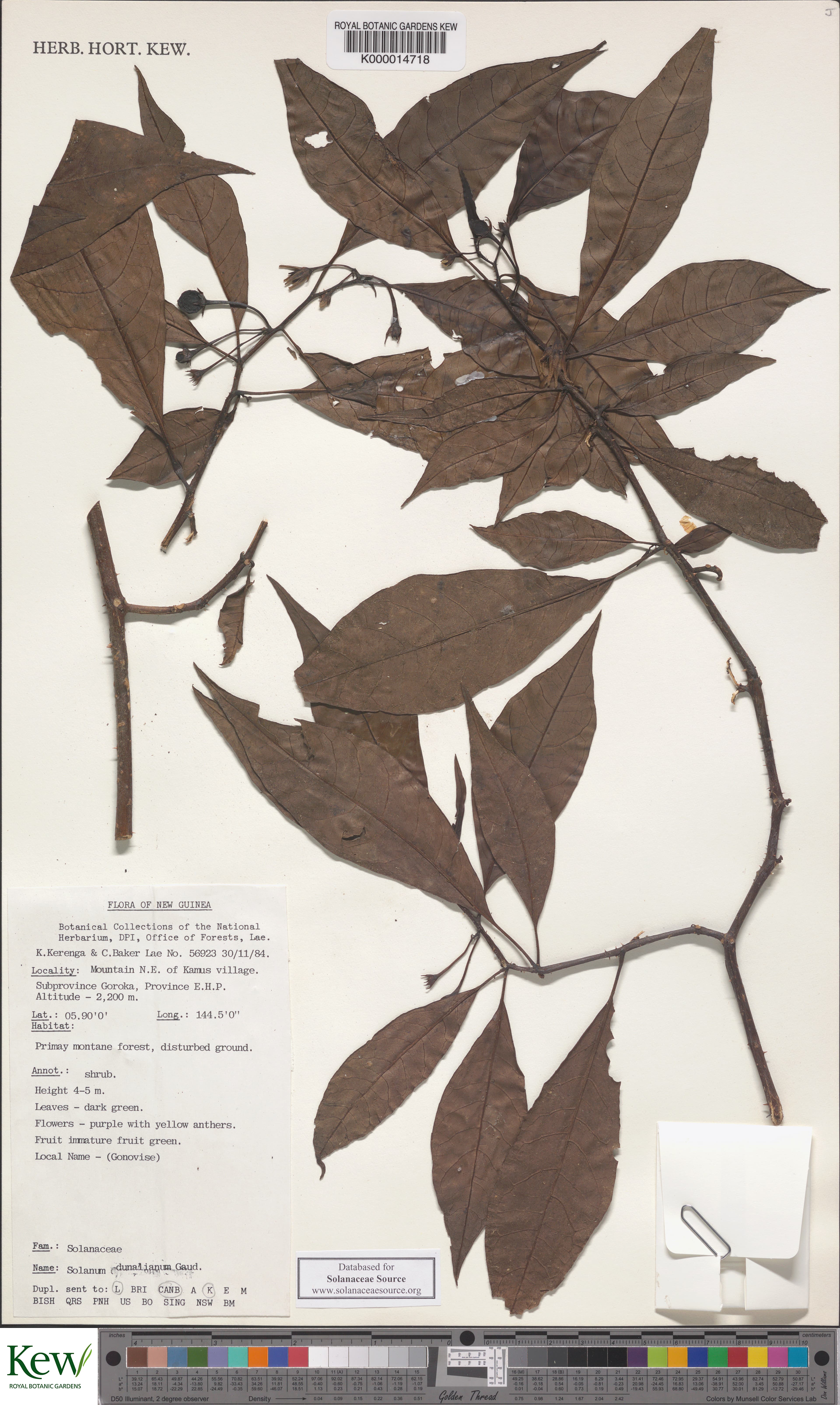 Solanum dunalianum